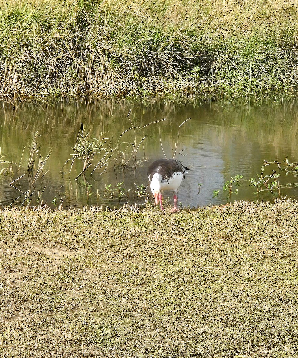 Oca delle nevi - ML646877555