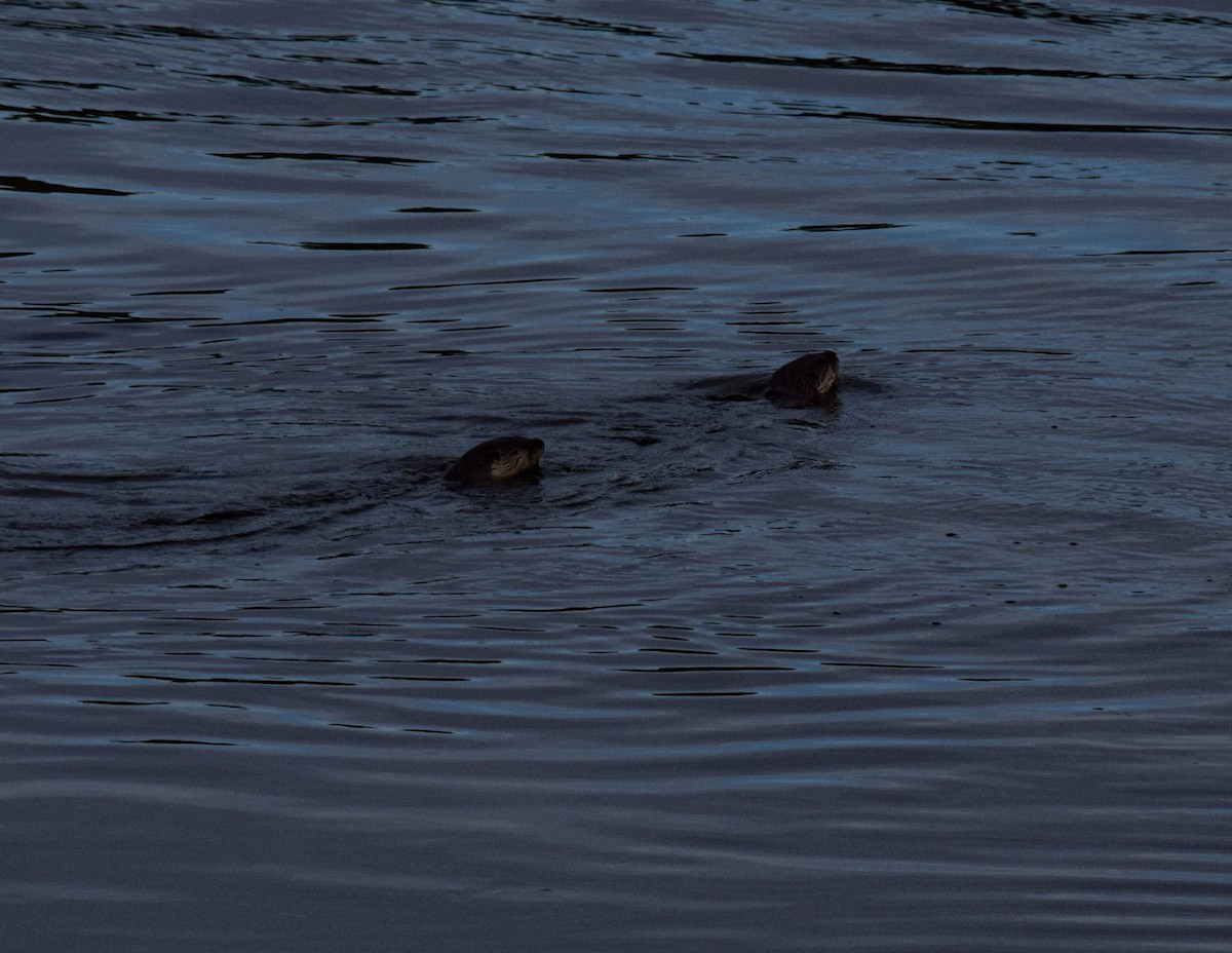 Mammals - ML646877556