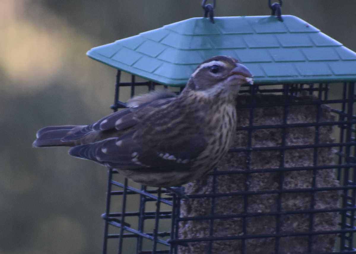 Чечевиця кармінова - ML646877557