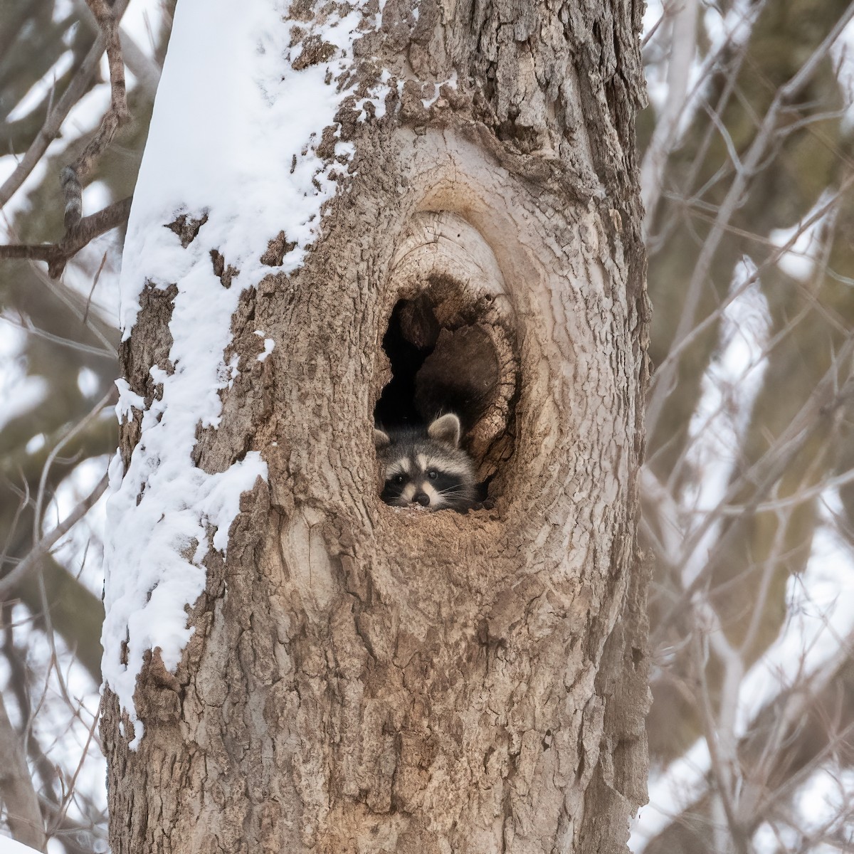 Mammals - ML646877559