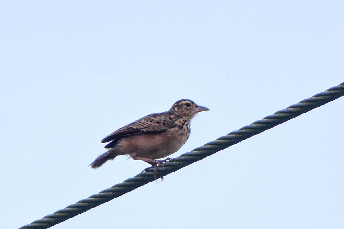 ジャードンヤブヒバリ - ML646877560