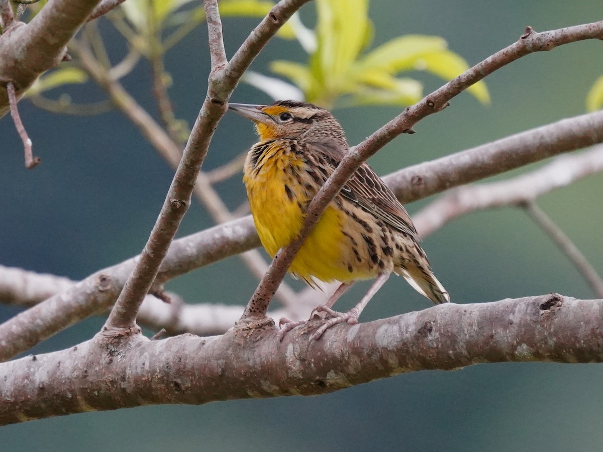 Sturnelle des prés - ML646877562