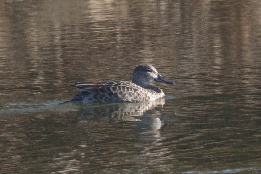 Blue-winged Teal - ML646877568
