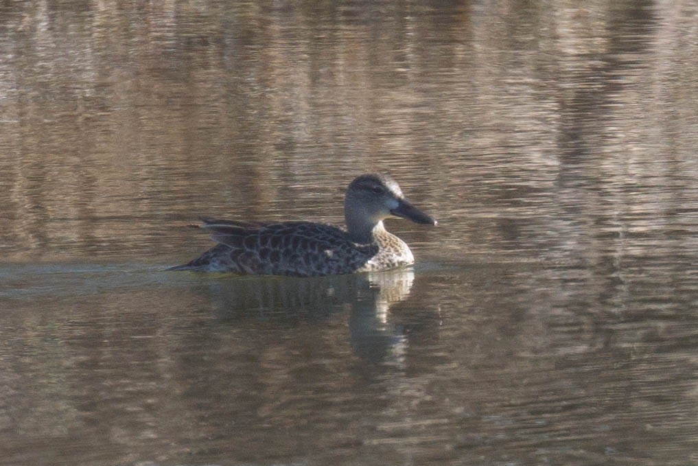 Blue-winged Teal - ML646877569