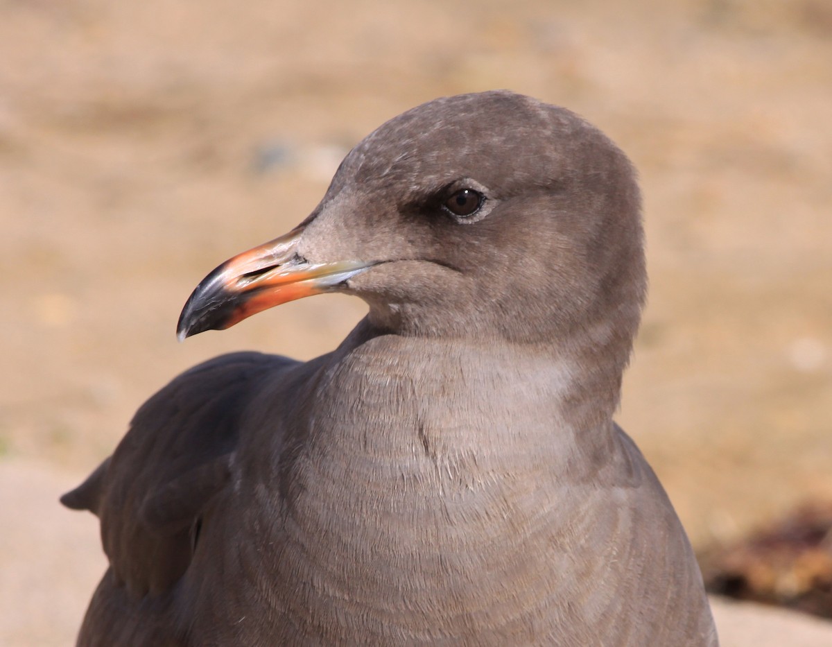 Goéland de Heermann - ML646877570