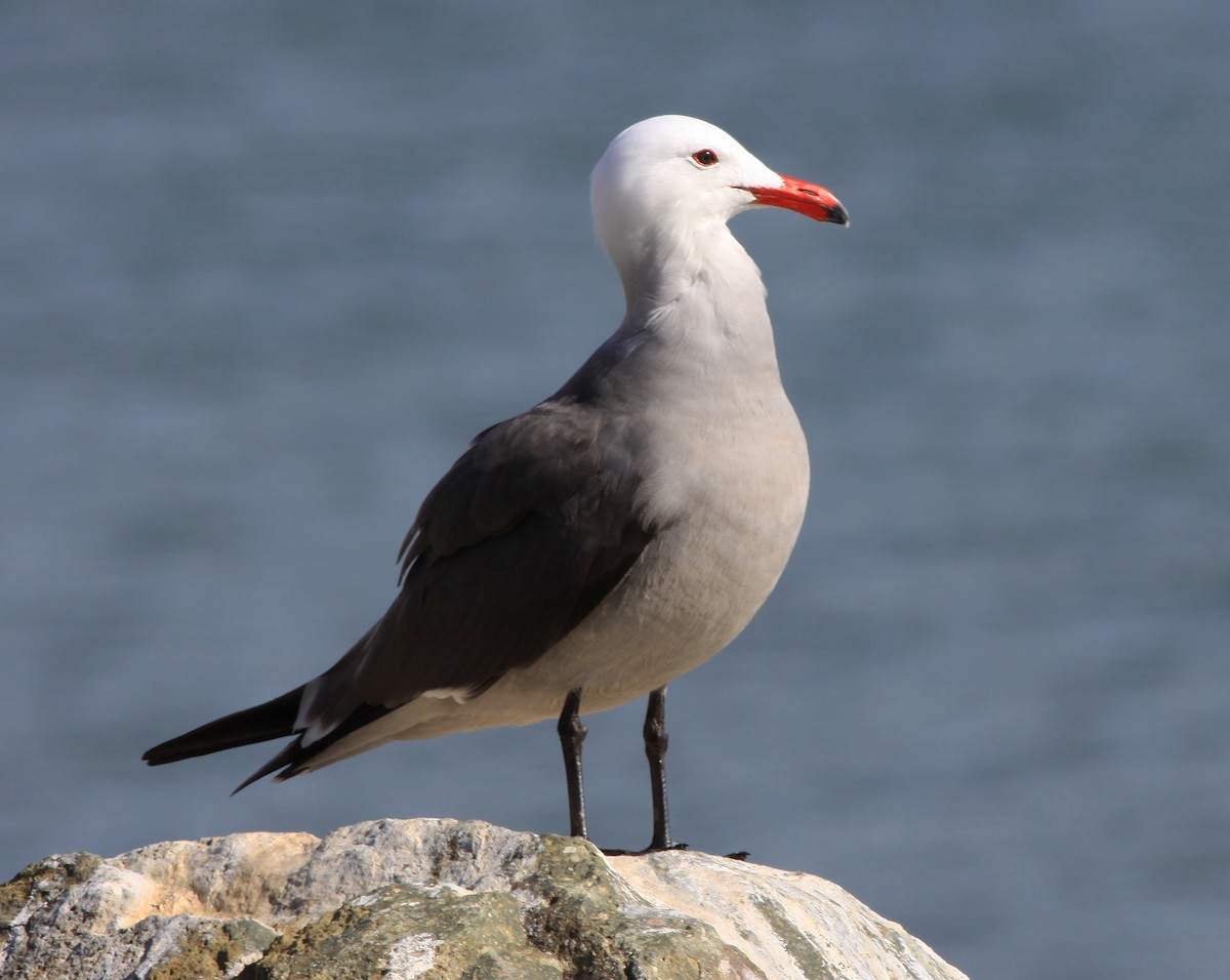 Goéland de Heermann - ML646877571