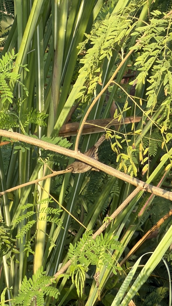 Esmer Çıvgın - ML646877572