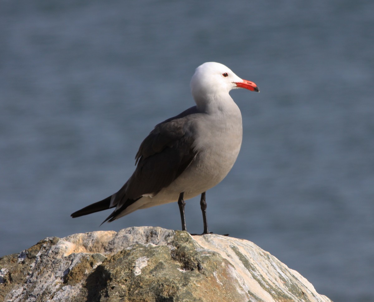 Goéland de Heermann - ML646877574