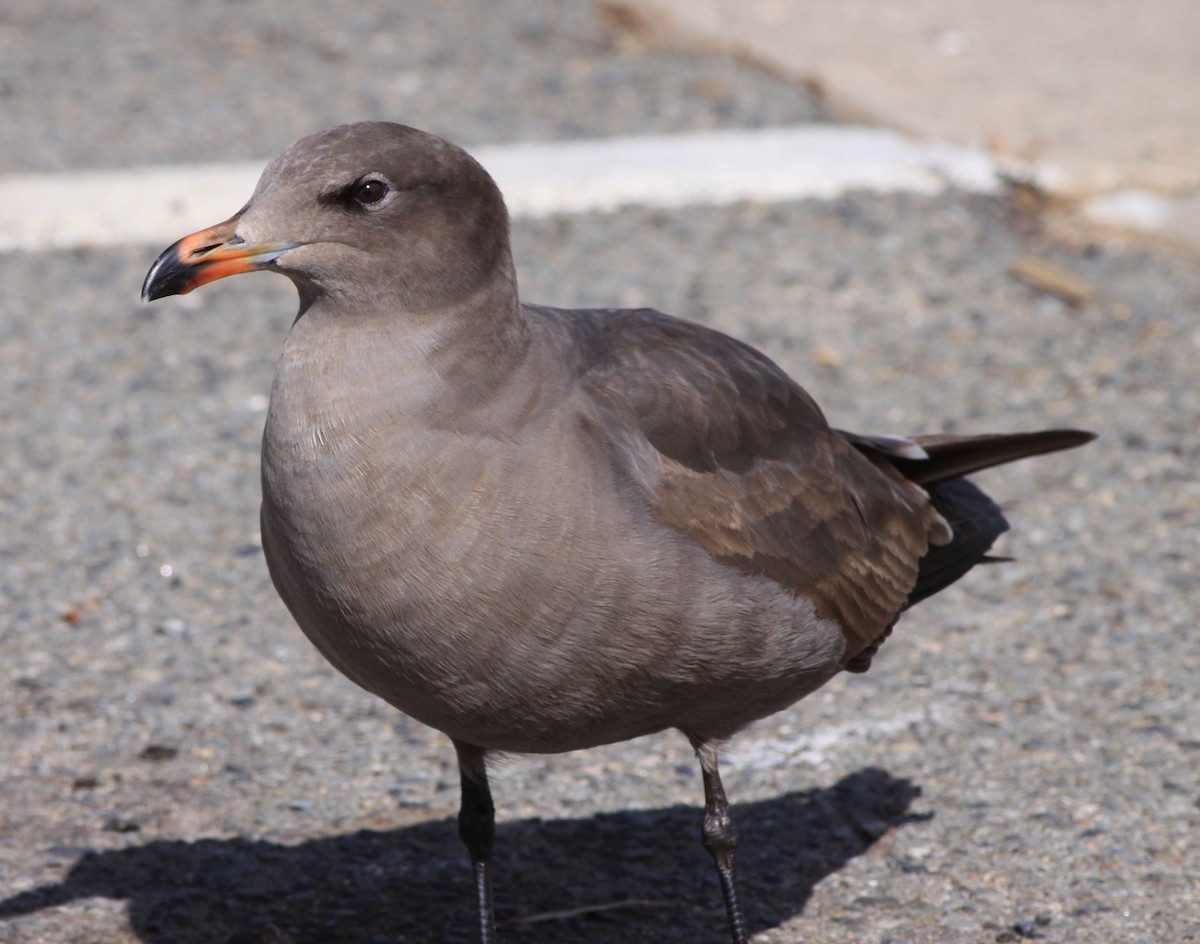 Goéland de Heermann - ML646877575