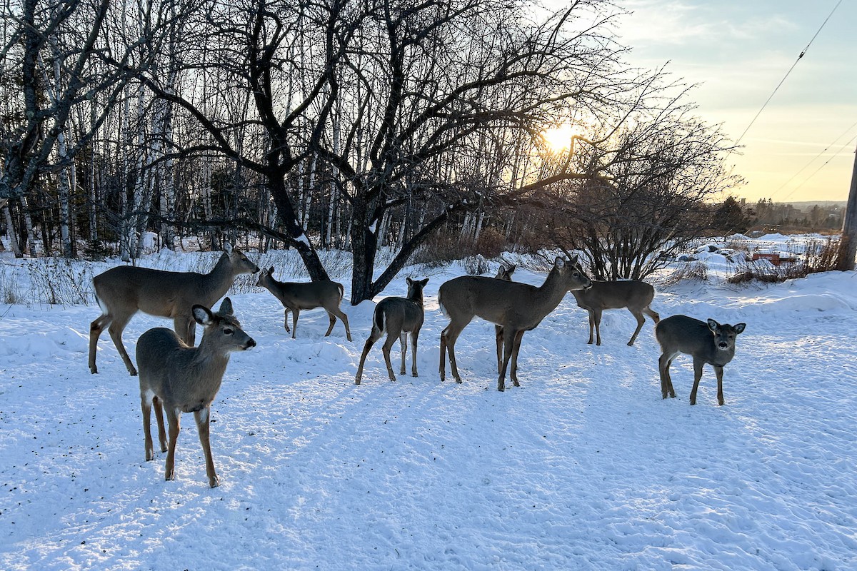 White-tailed Deer - ML646877578
