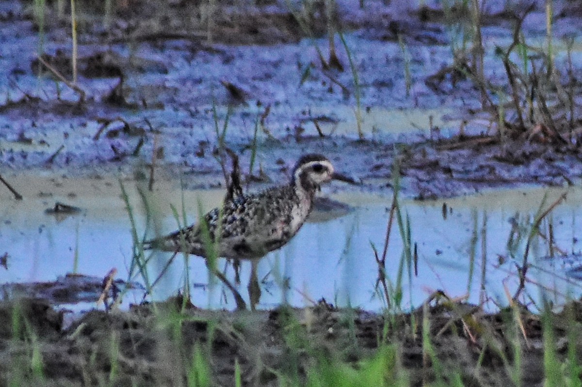 ムナグロ - ML646877579