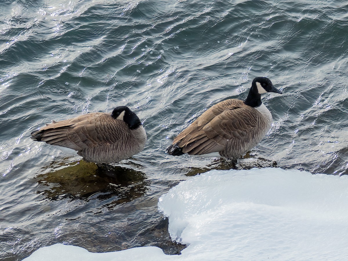 Canada Goose - ML646877581