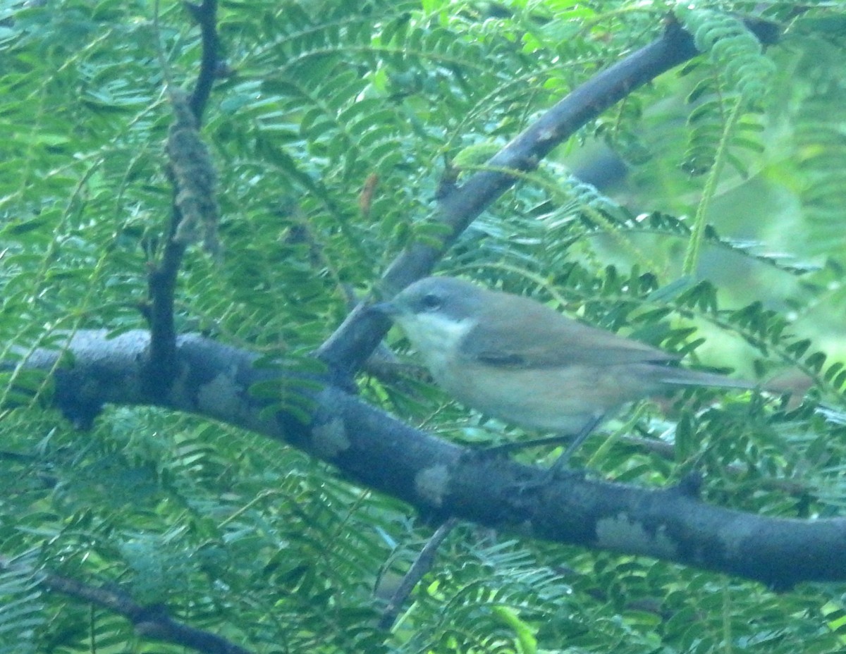 コノドジロムシクイ - ML646877583