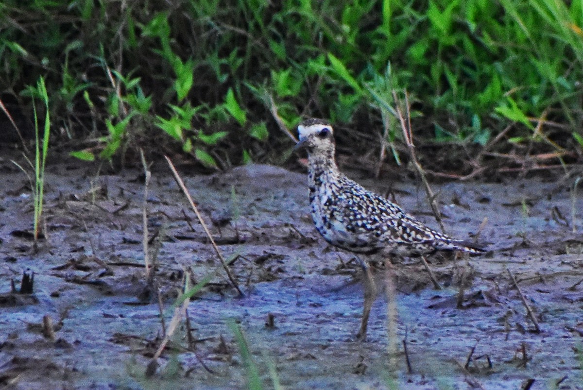 ムナグロ - ML646877584