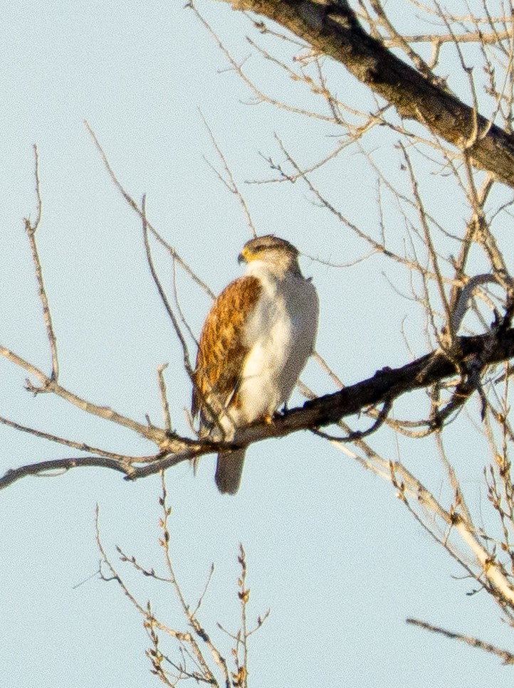 Ferruginous Hawk - ML646877585