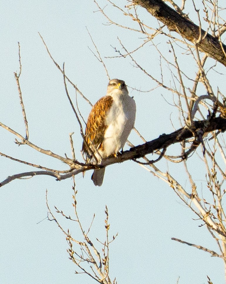 Ferruginous Hawk - ML646877586