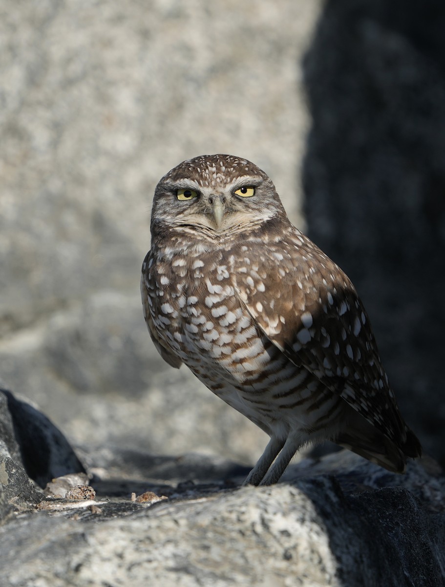 Burrowing Owl - ML646877587
