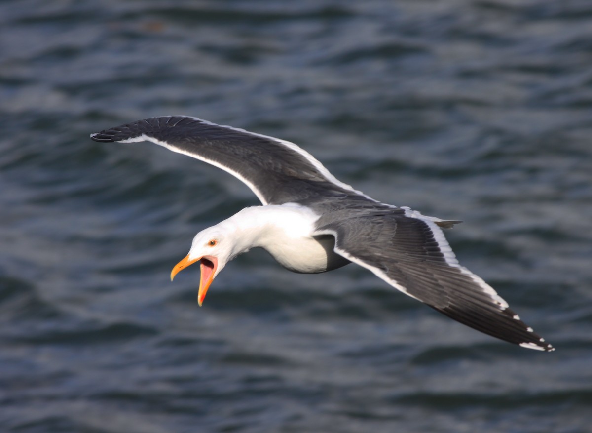 Western Gull - ML646877590