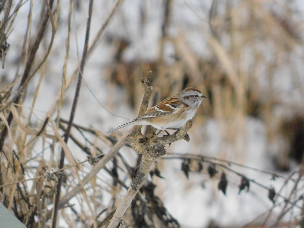 American Tree Sparrow - ML646877594