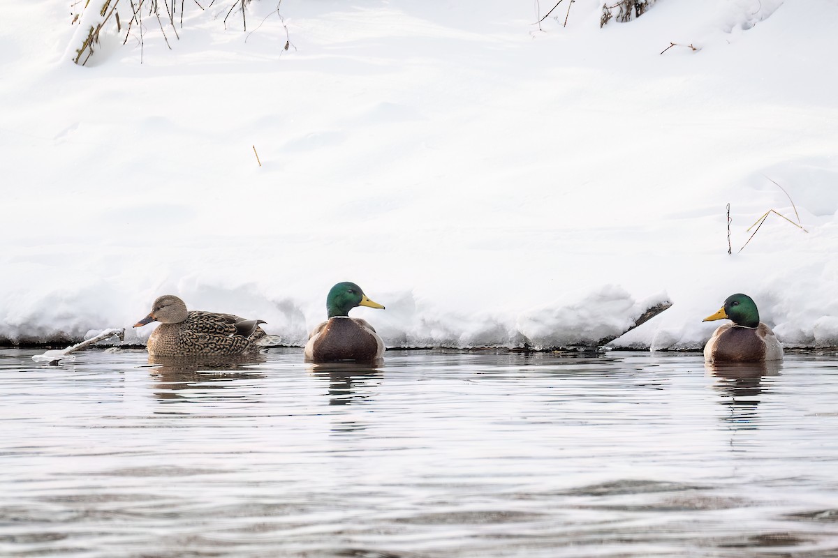 Mallard - ML646877595