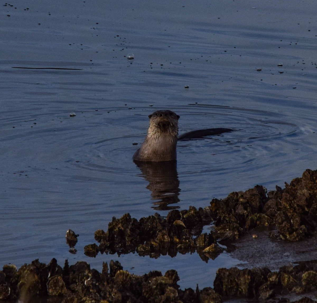 Sea Otter - ML646877596