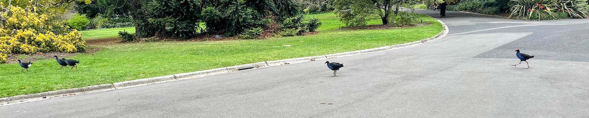 Australasian Swamphen - ML646877597