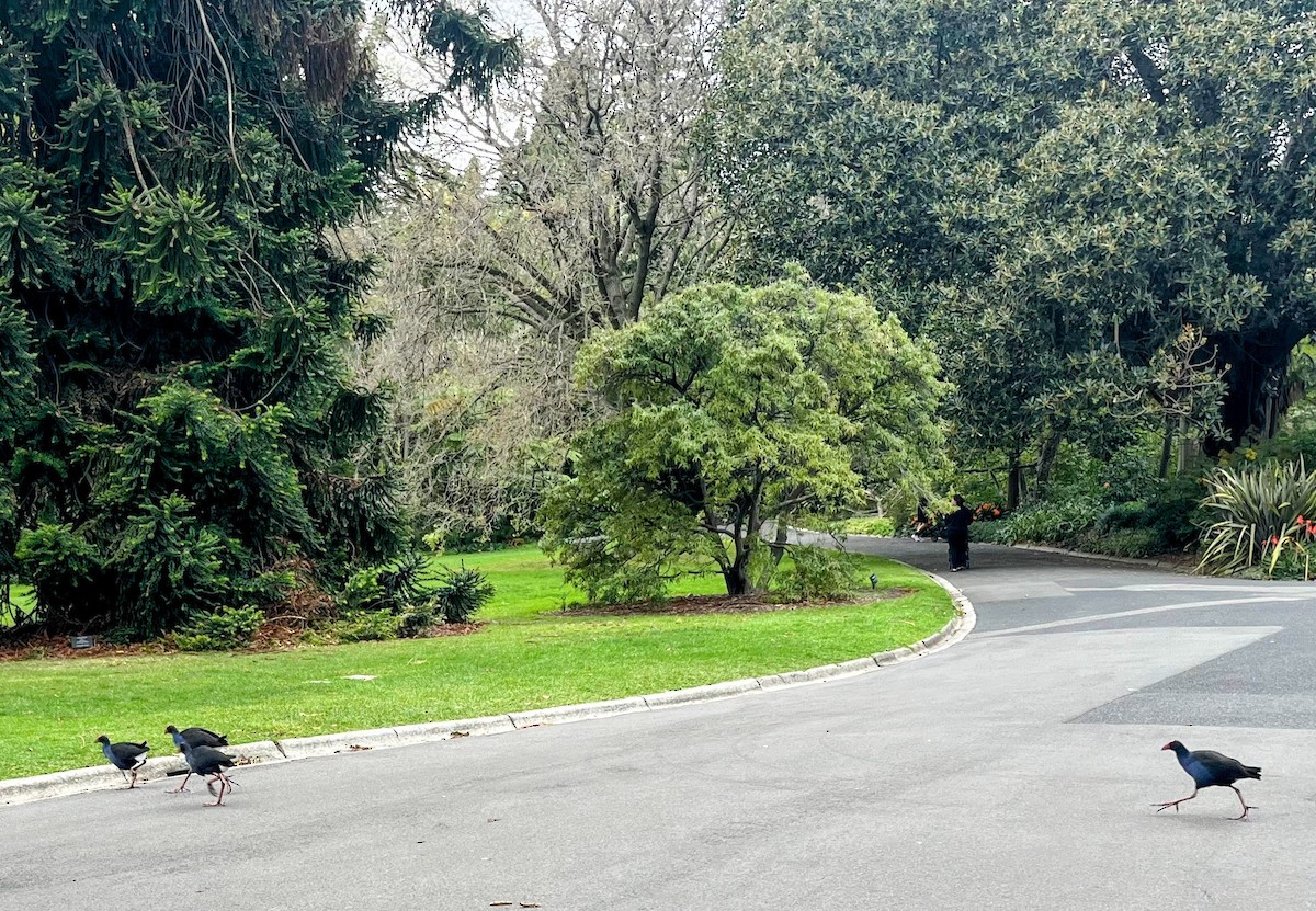 Australasian Swamphen - ML646877598