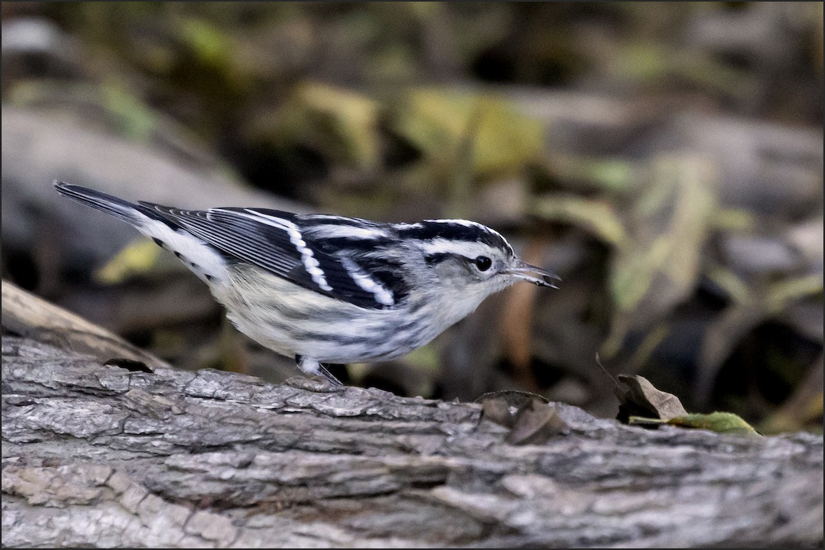 Black-and-white Warbler - ML646877599