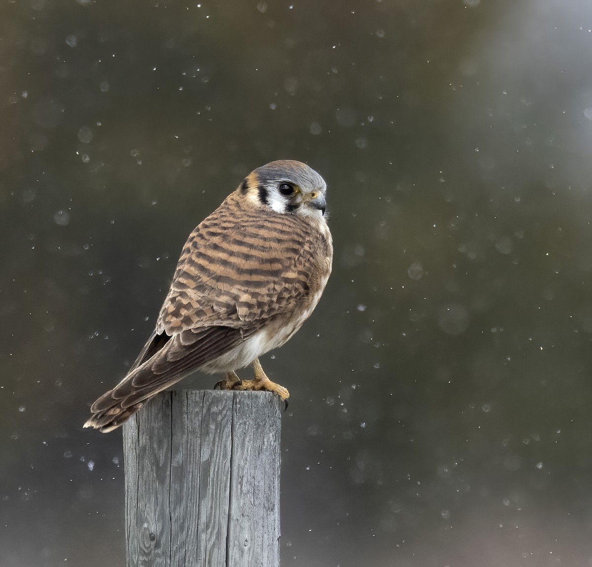 Belatz amerikarra - ML646877600