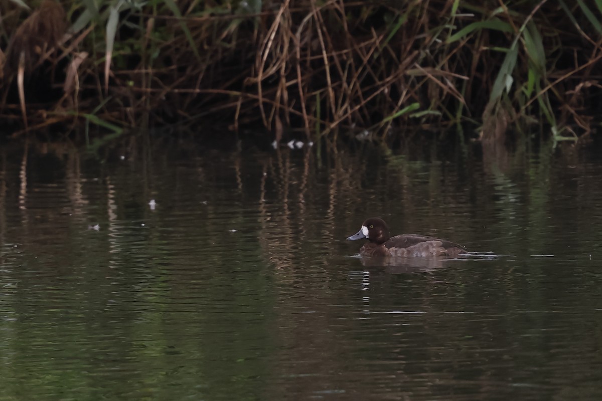 Морская чернеть - ML646877603