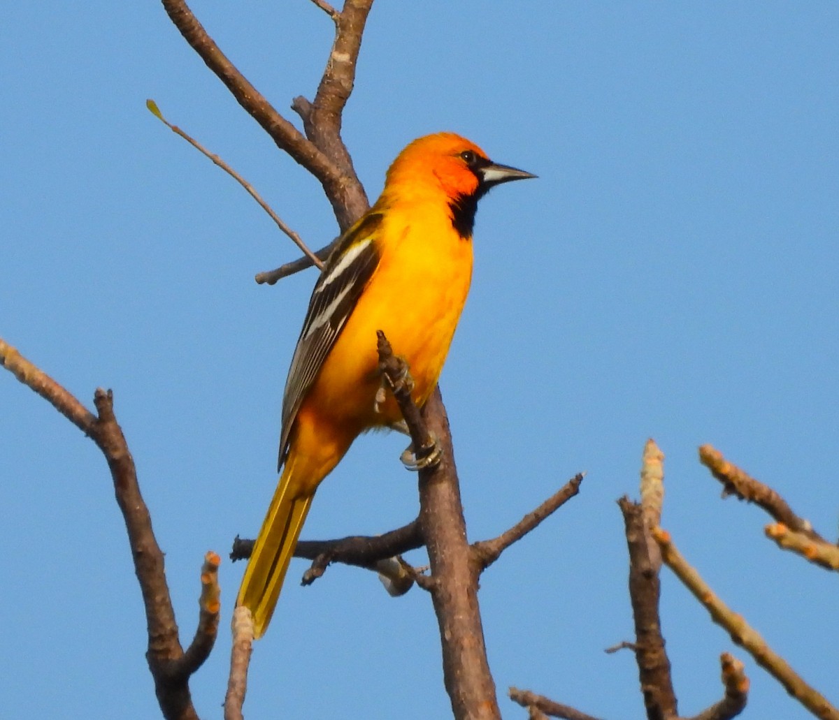 Altamira Oriole - ML646877605