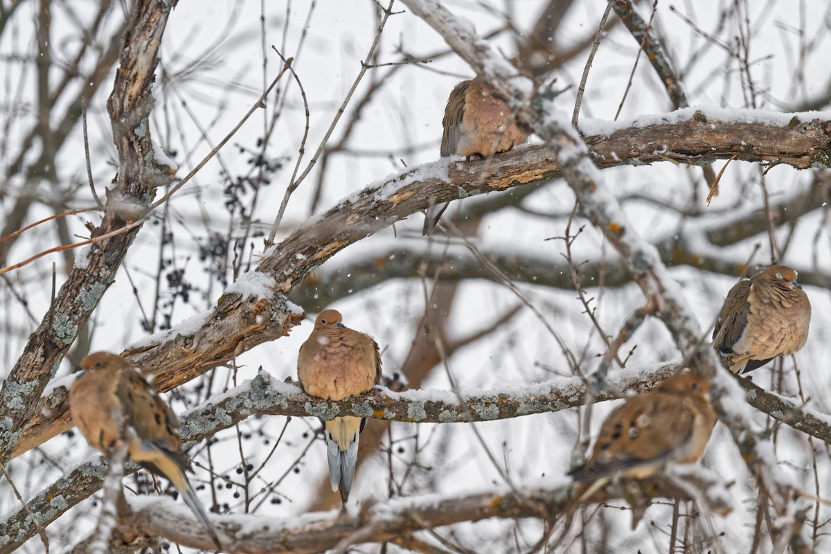 Mourning Dove - ML646877606