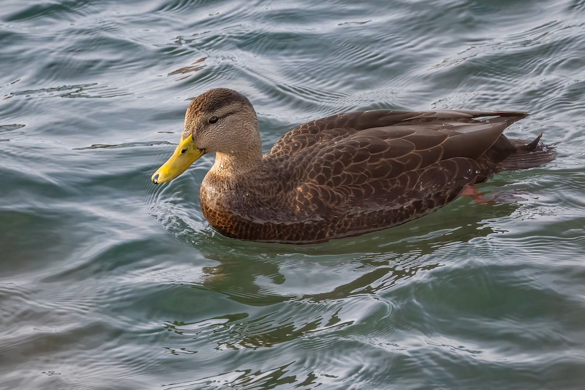 Ánade Sombrío - ML646877607