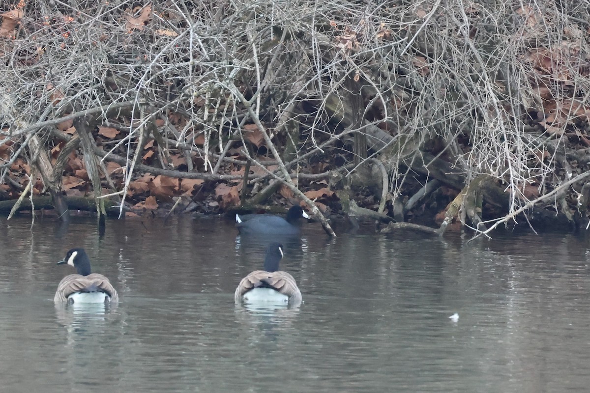 American Coot - ML646877608