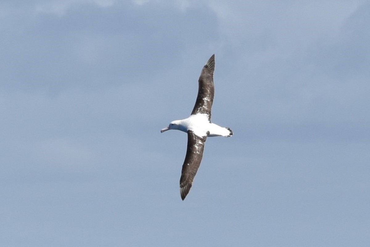 Antipodean Albatross (Gibson's) - ML646877609
