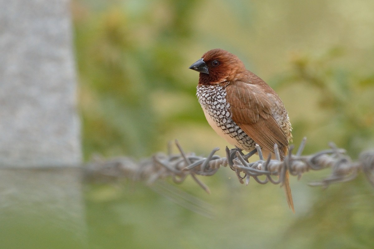 Scaly-breasted Munia - Sanjay Malik