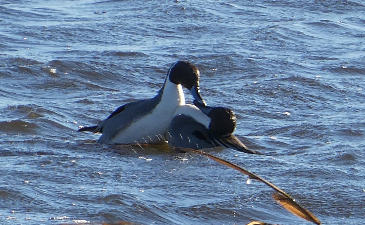 Codone - ML646877611