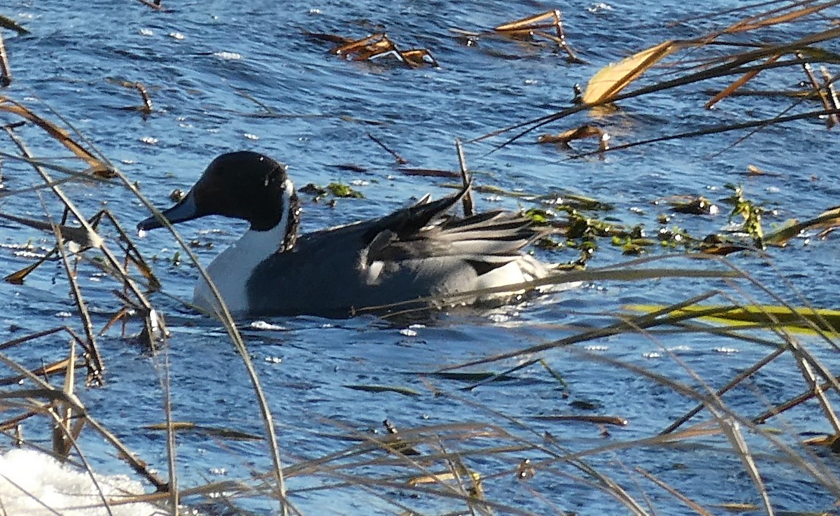 Codone - ML646877612