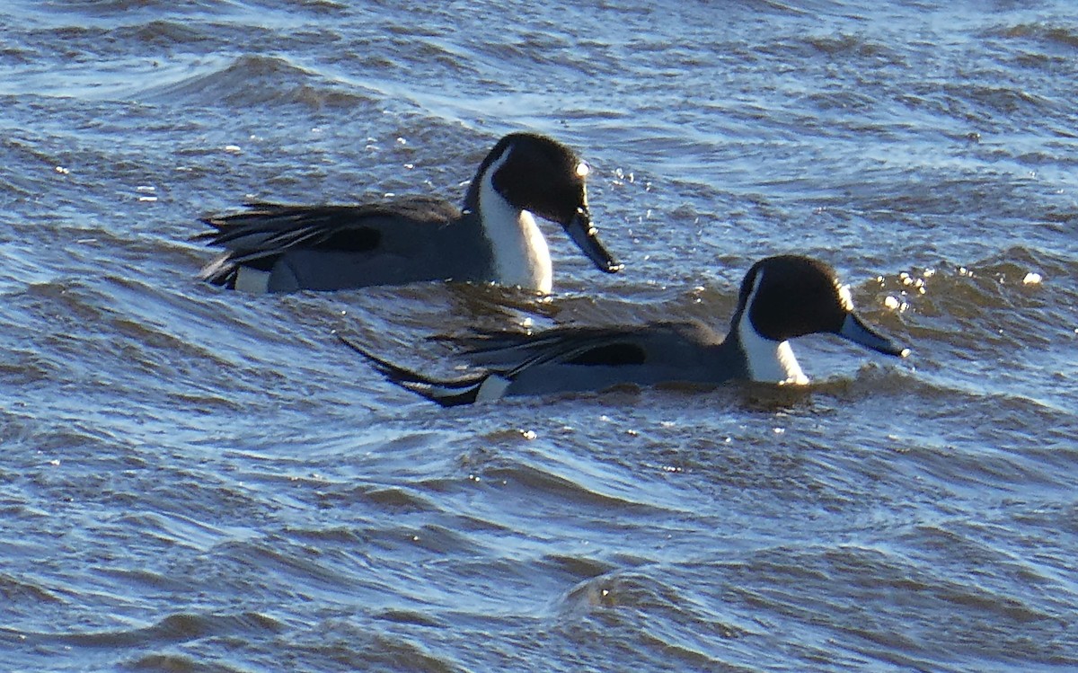 Codone - ML646877613