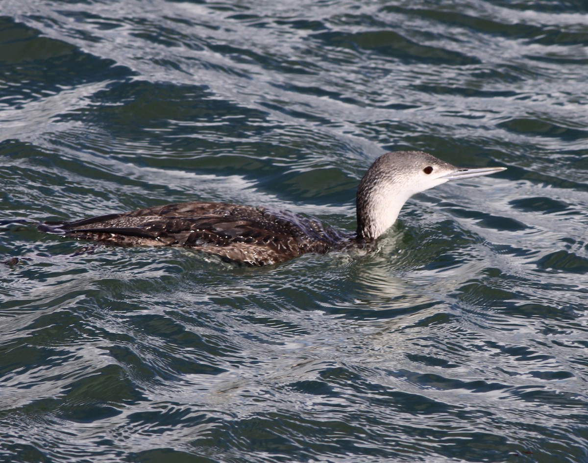 Strolaga minore - ML646877614