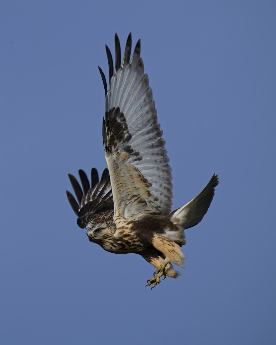 Buse pattue - ML646877615