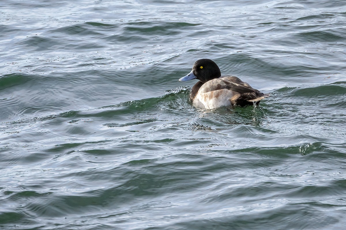 Морская чернеть - ML646877617