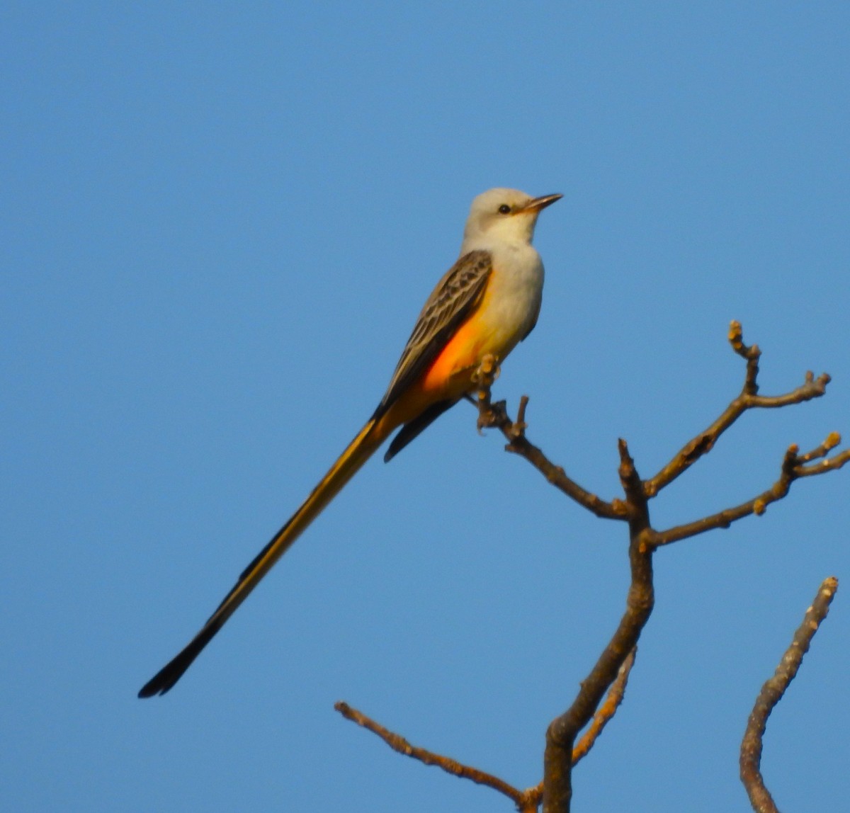 Scissor-tailed Flycatcher - ML646877619