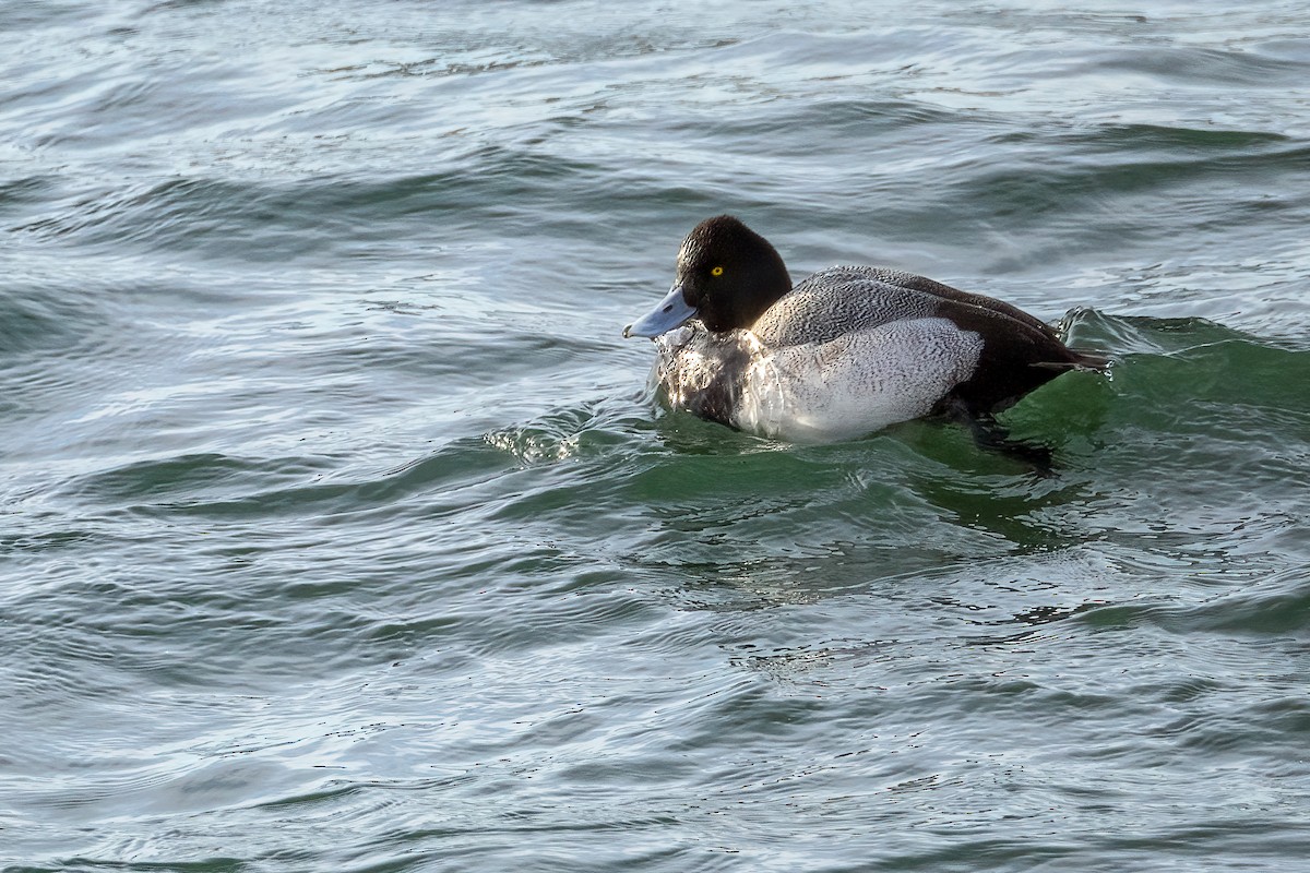 Lesser Scaup - ML646877630
