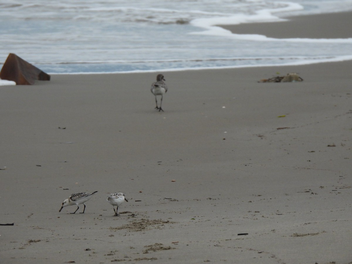 חופזי מנומר - ML646877631