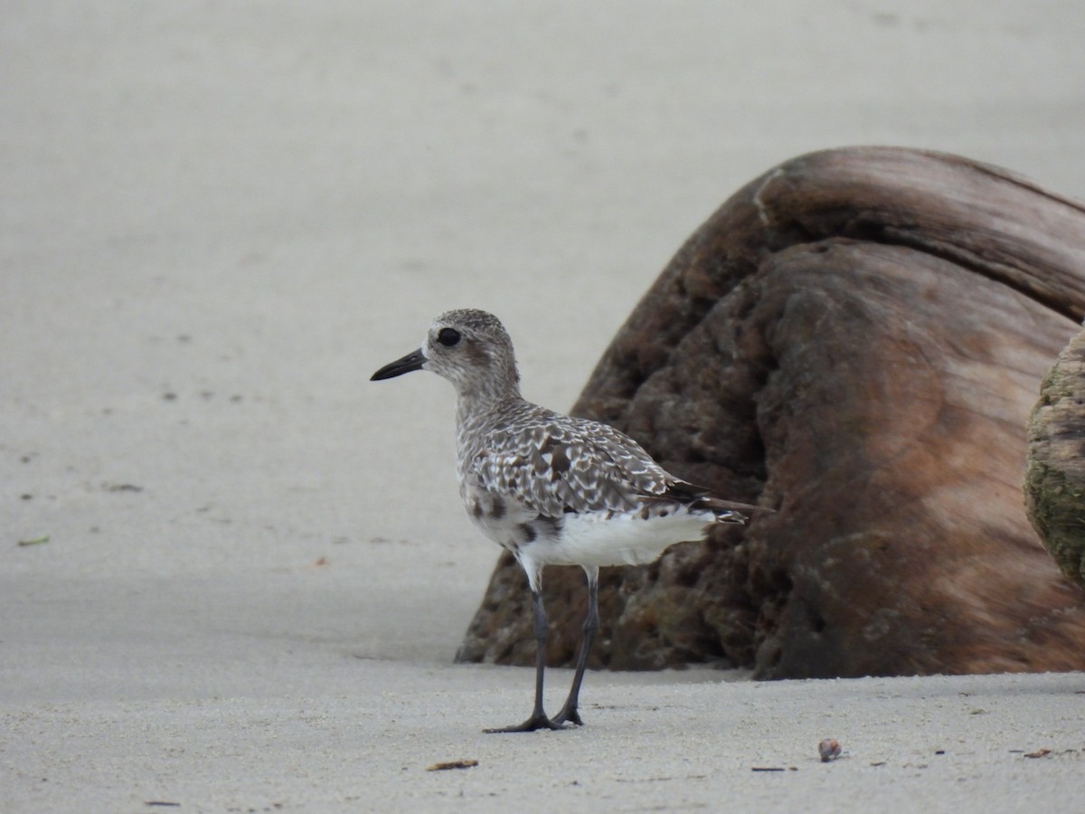 חופזי מנומר - ML646877632
