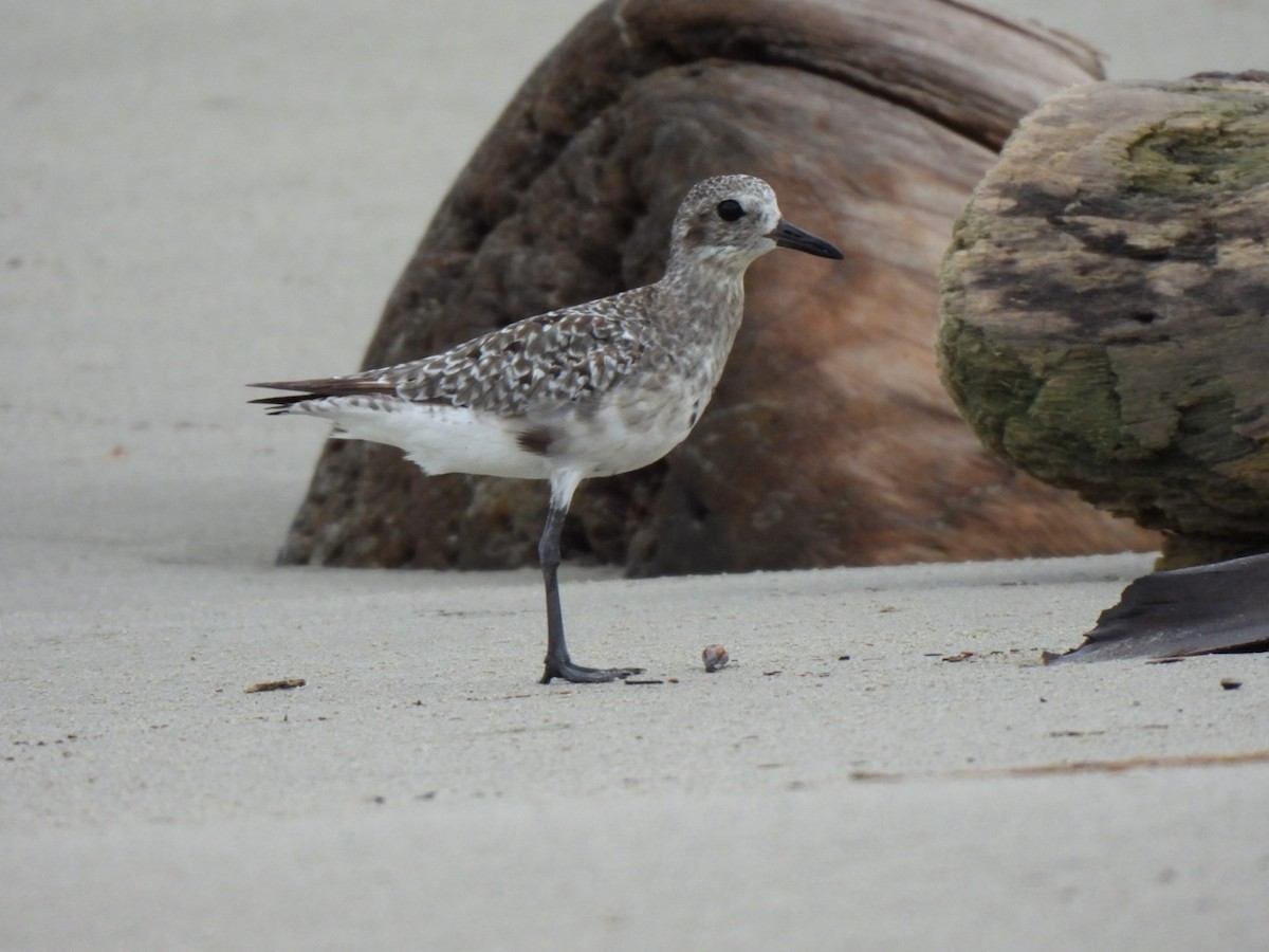 חופזי מנומר - ML646877633