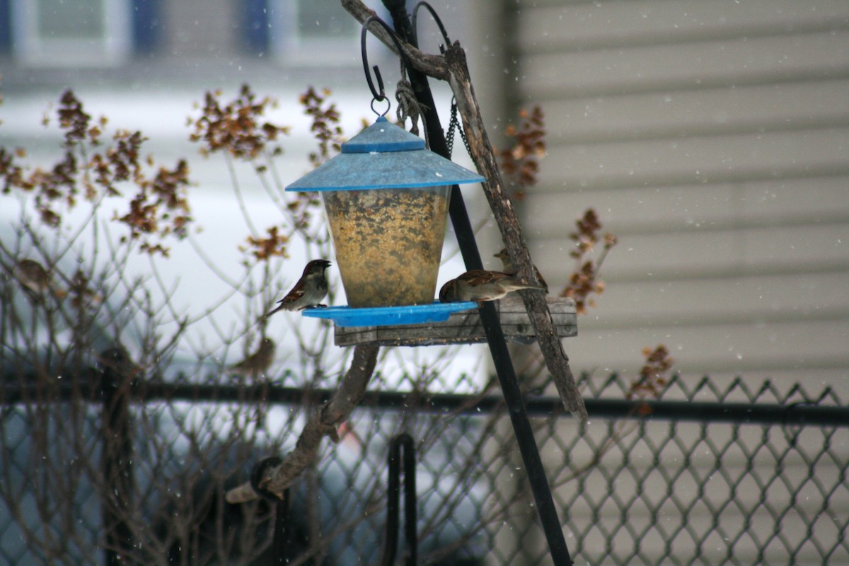 Passera oltremontana - ML646877641