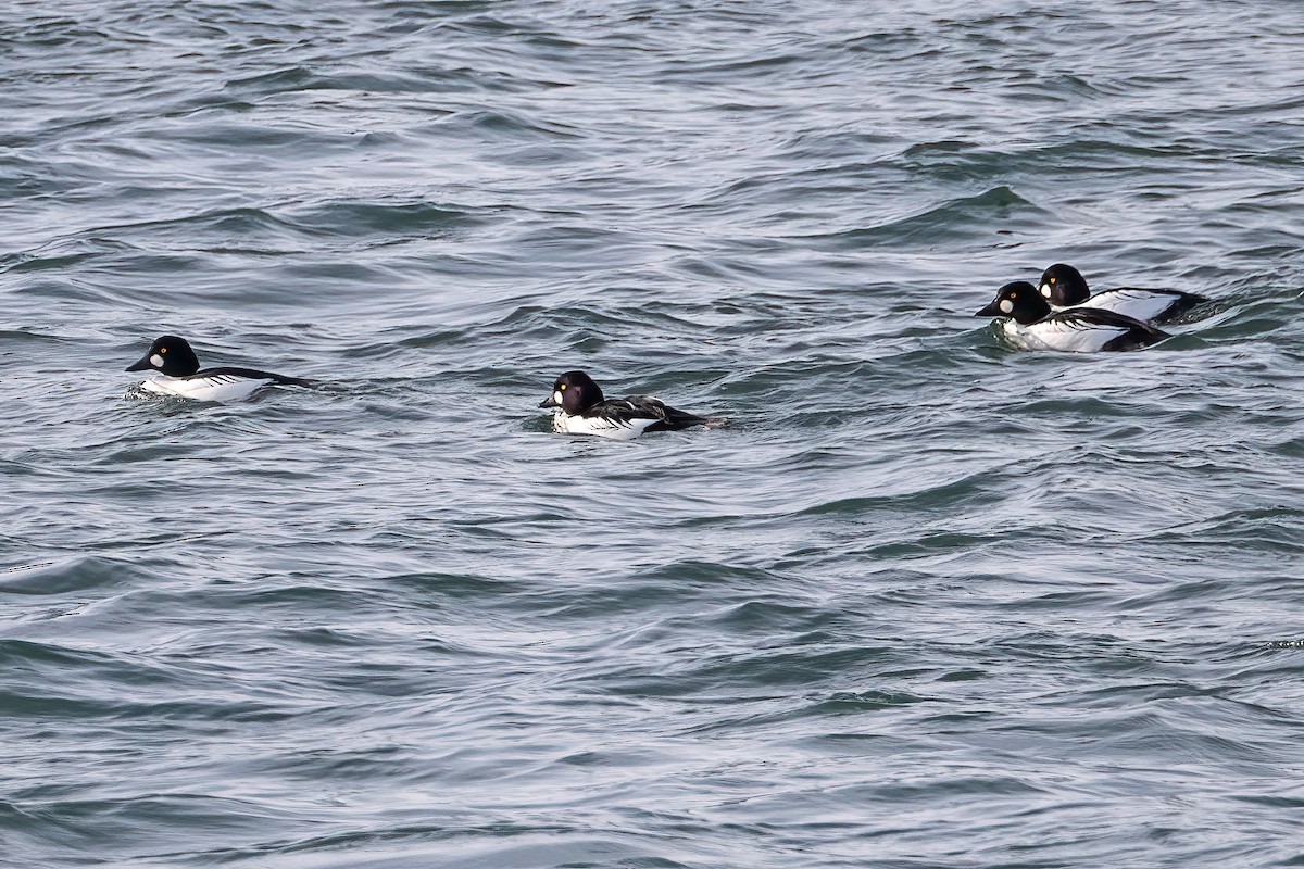 Quattrocchi - ML646877642