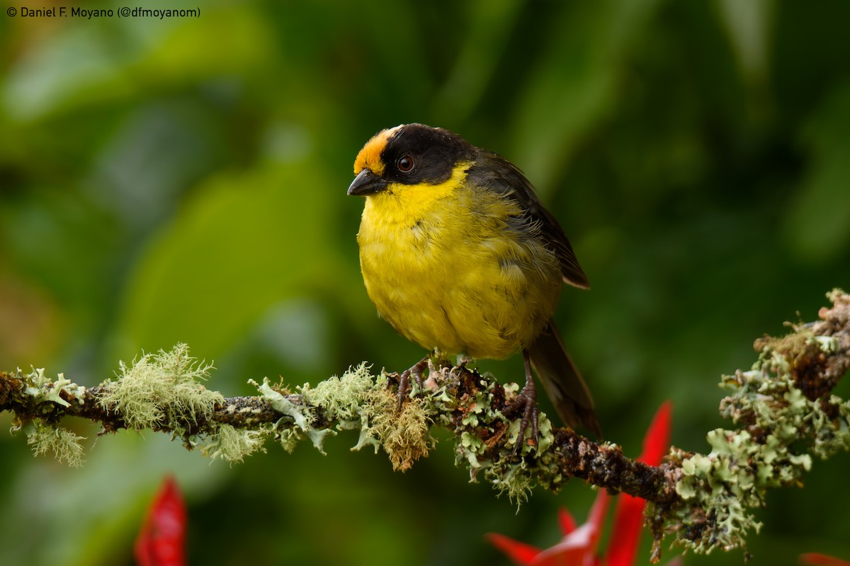 Pale-naped Brushfinch - ML646877643